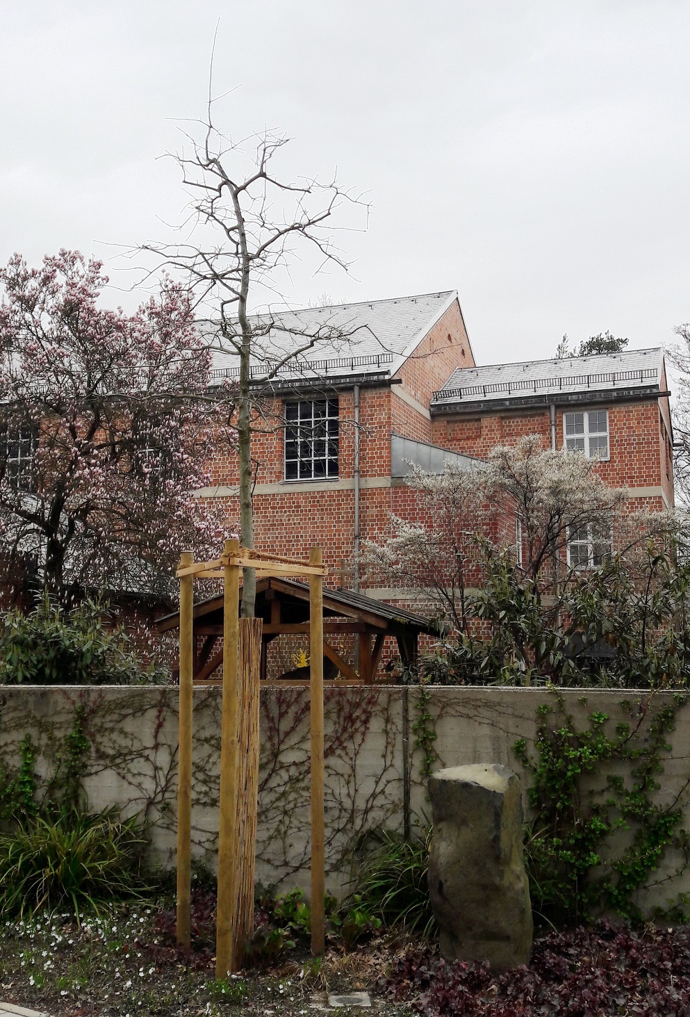 Eiche Rathausinnenhof, 2017-04-06 (4)