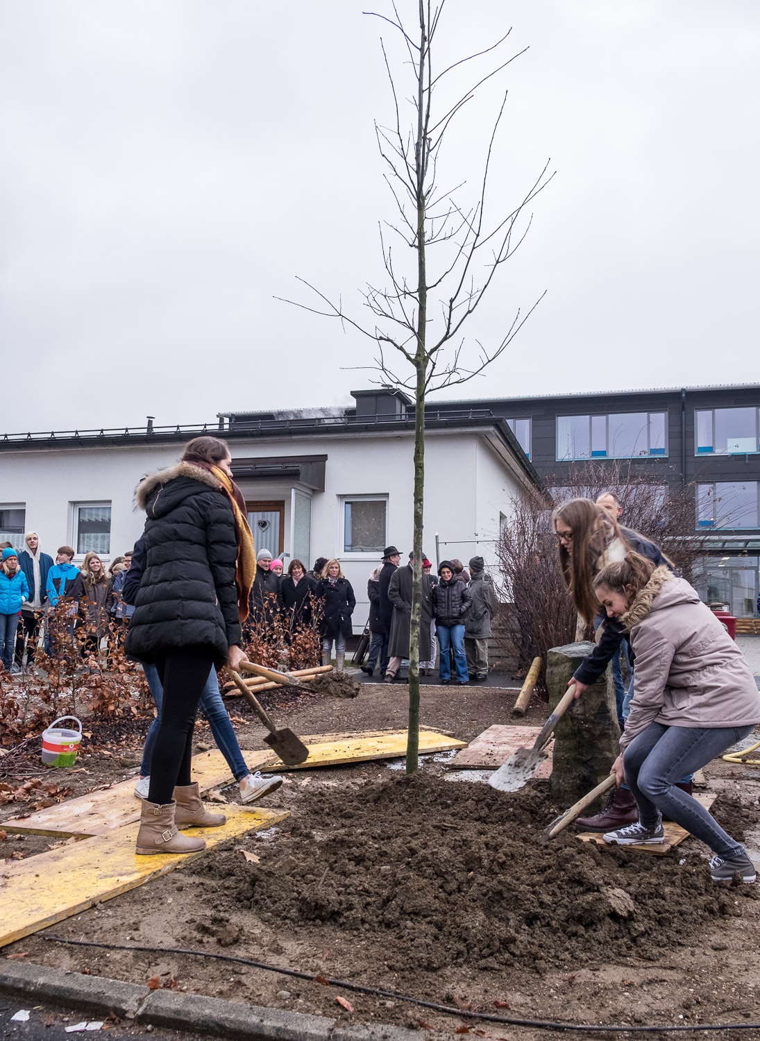 Eichenpflanzung JHG, Fotos Franz Kimmel 2015-11-26 (4)