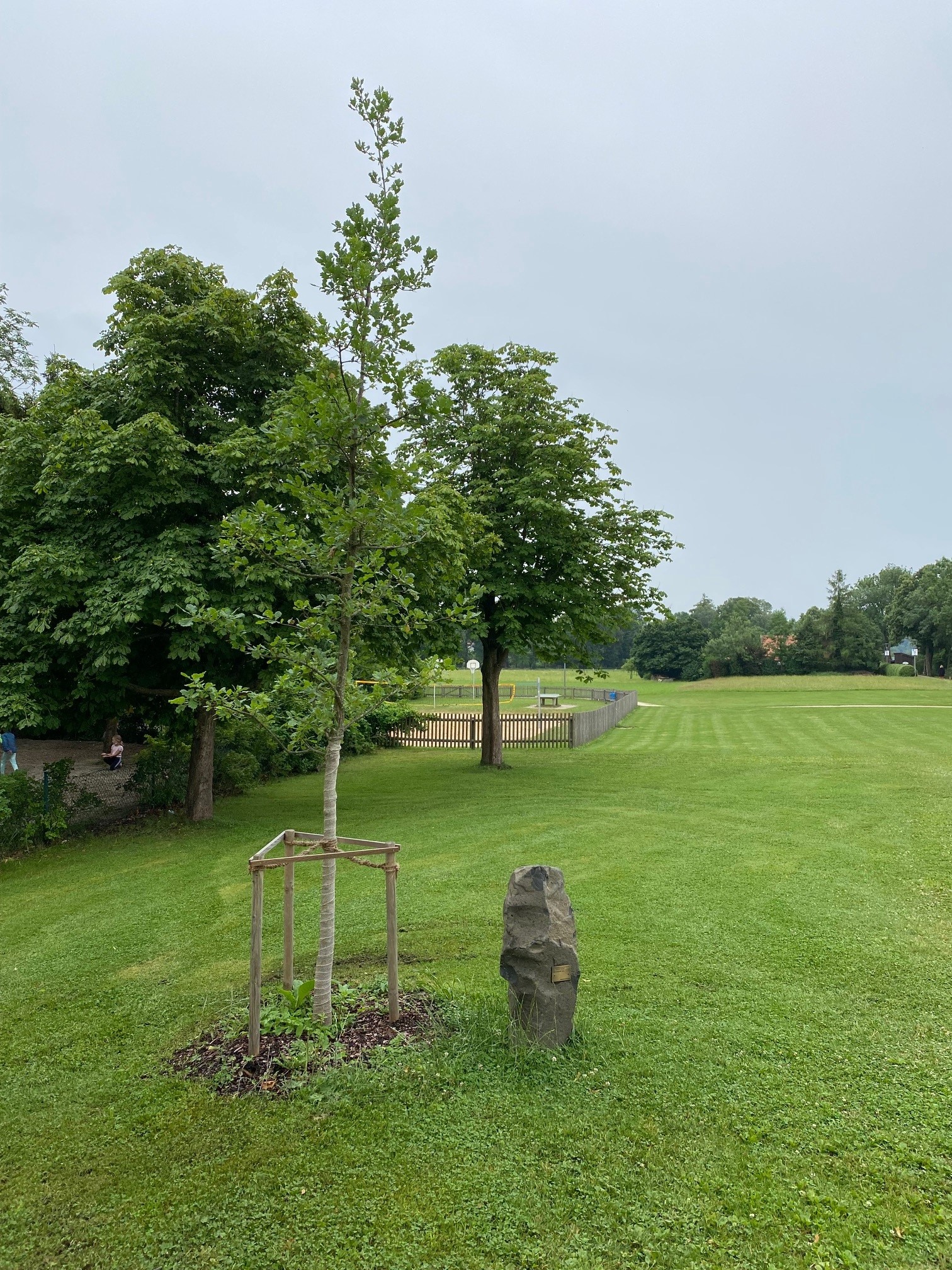 2022-07-01_Statusfoto Eiche-Chieming-1_Gemeinde Chieming, Liegenschaften (G. Tersteegen) (1)